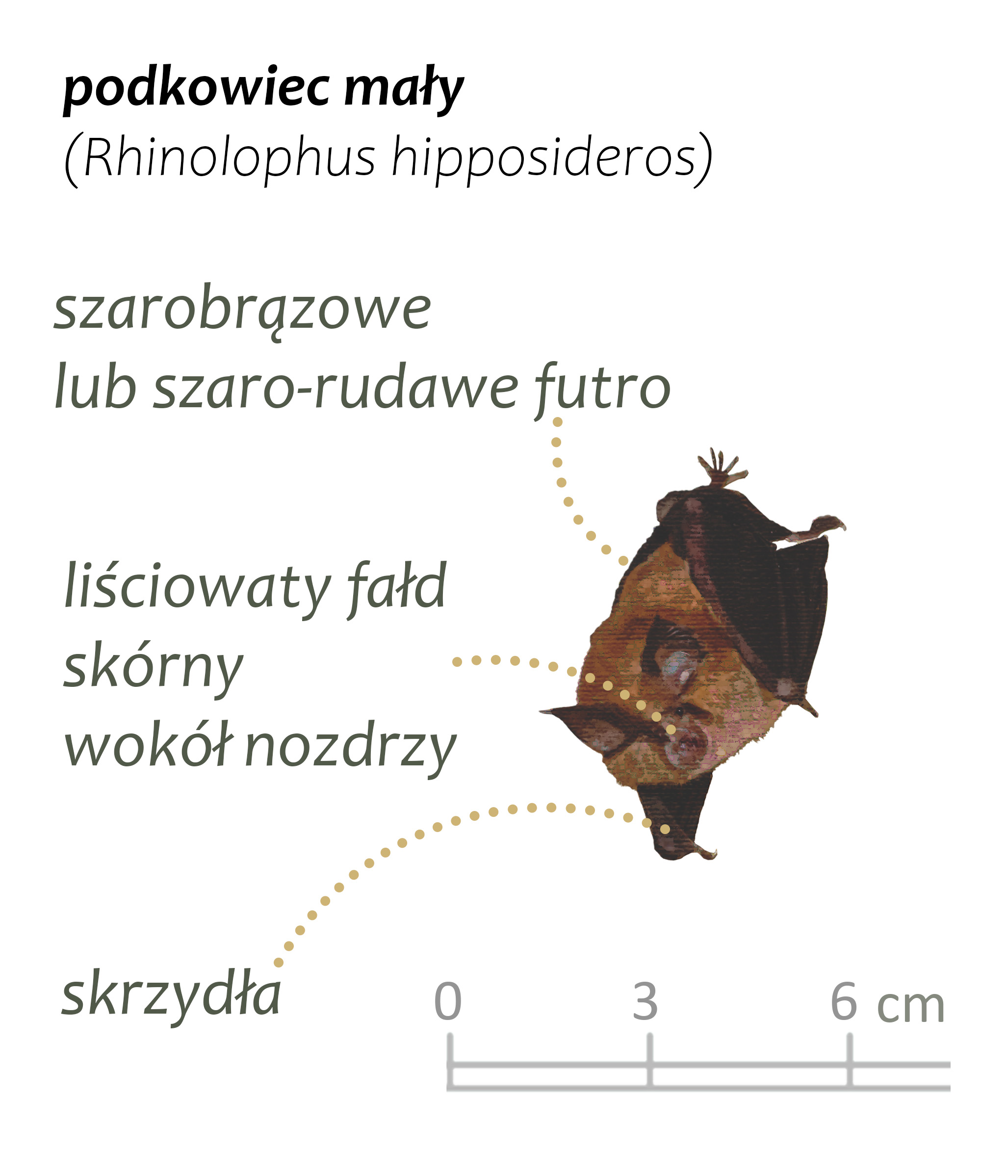 Park Miejski Pańska Góra