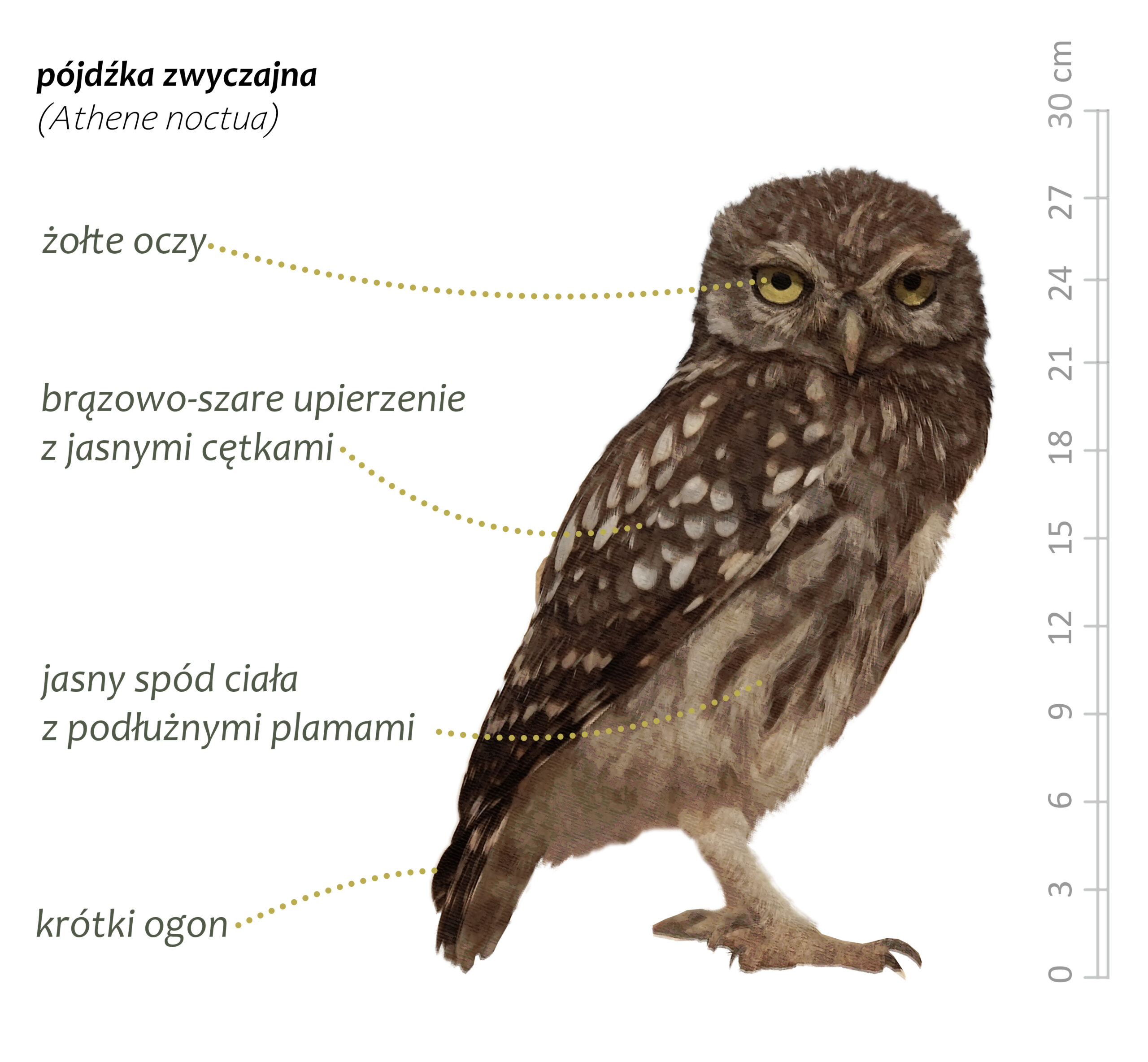 Park Miejski Pańska Góra