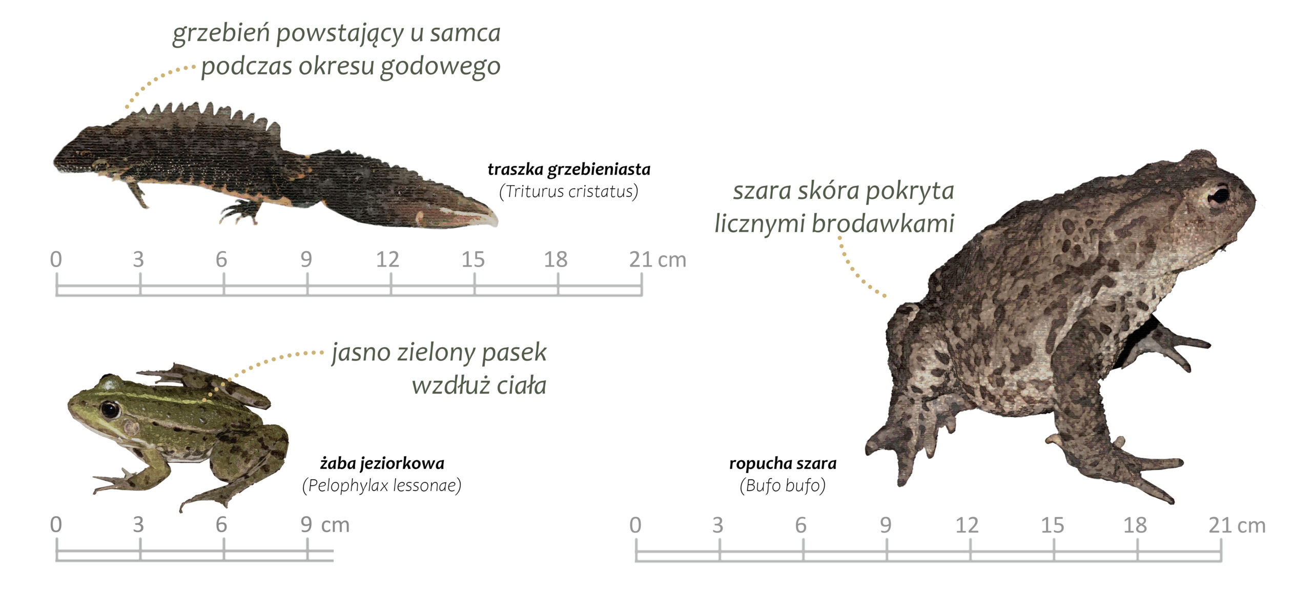 Gatunki płazów w polsce