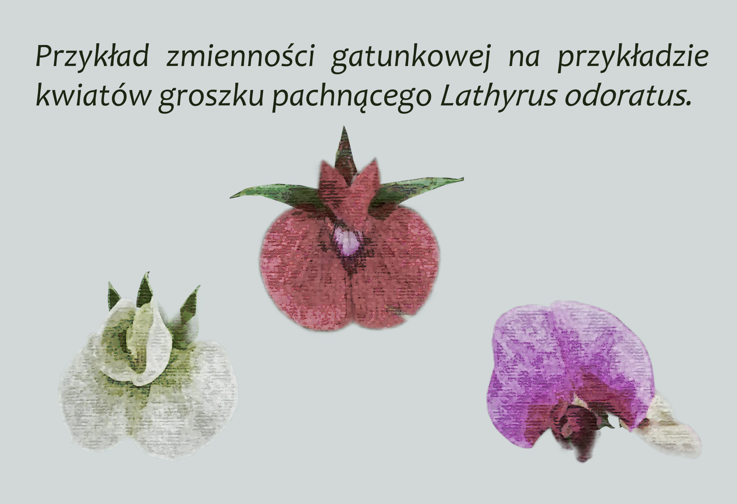 Park Miejski Pańska Góra