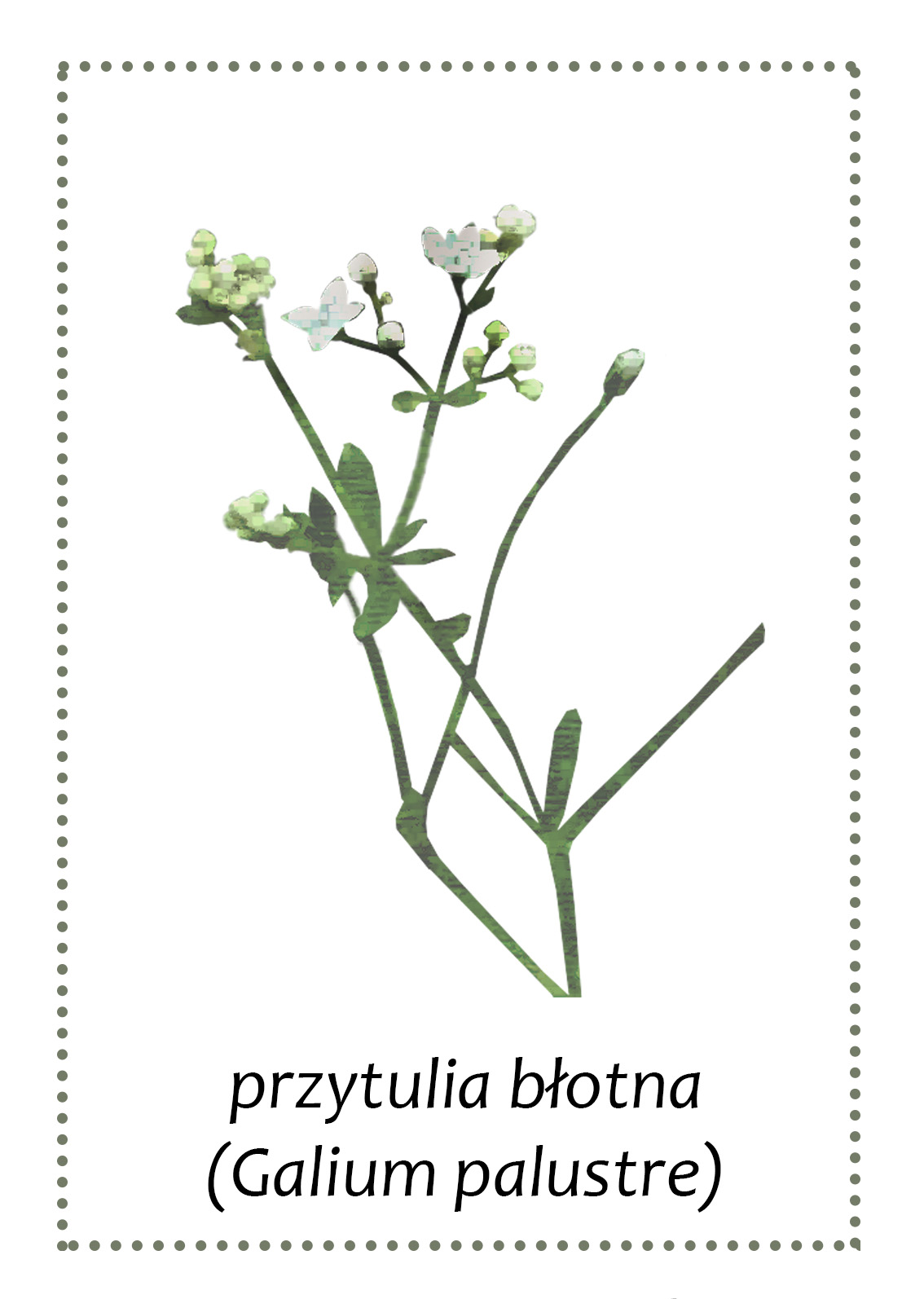 Przytulina - roślina występująca w gminie Andrychów