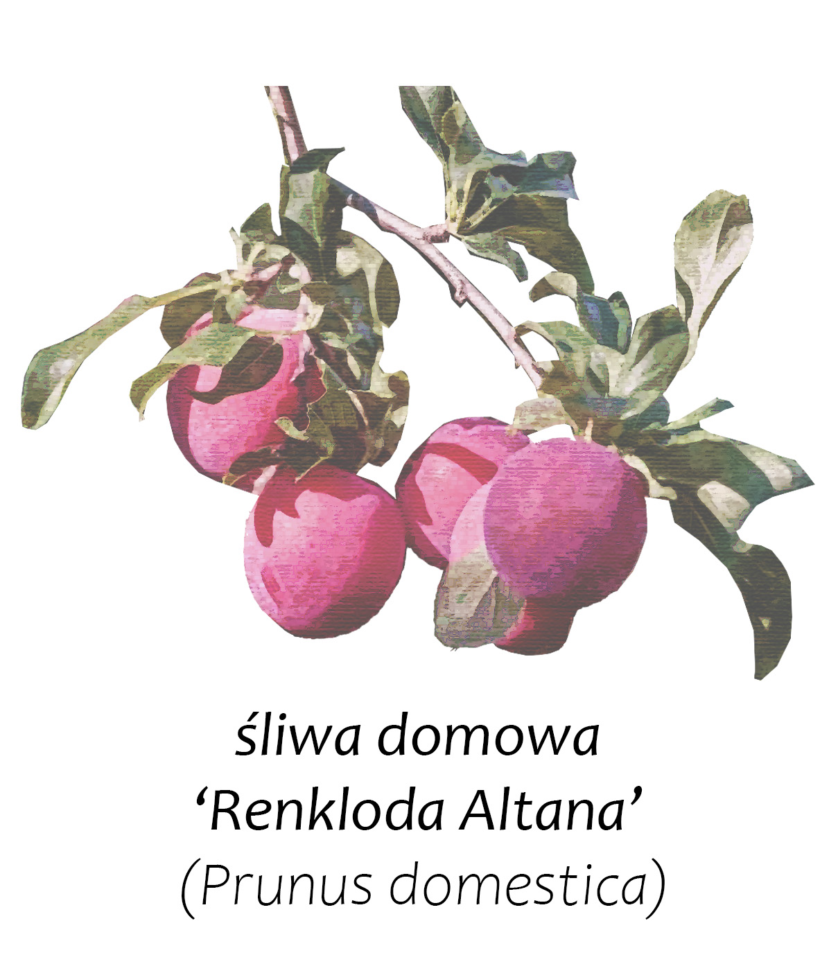 Śliwa Renkloda
