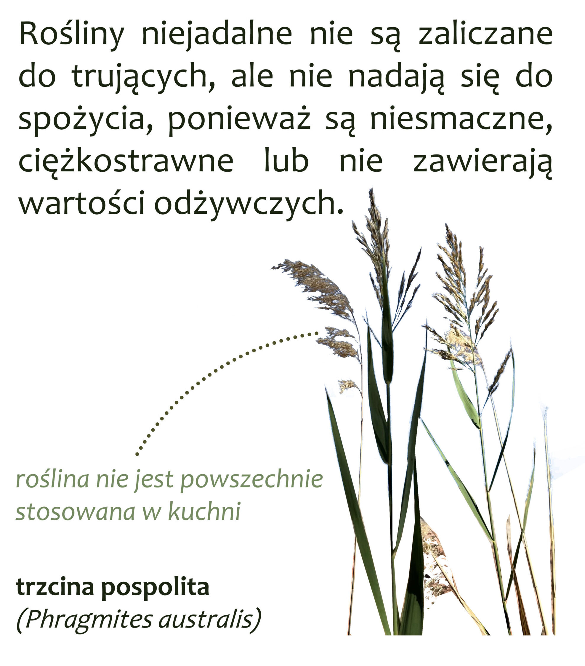 Park Miejski Pańska Góra