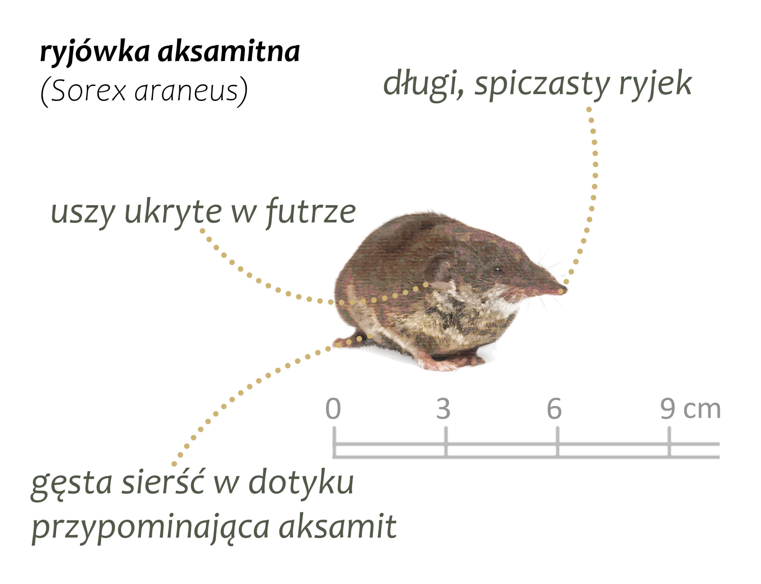 Park Miejski Pańska Góra