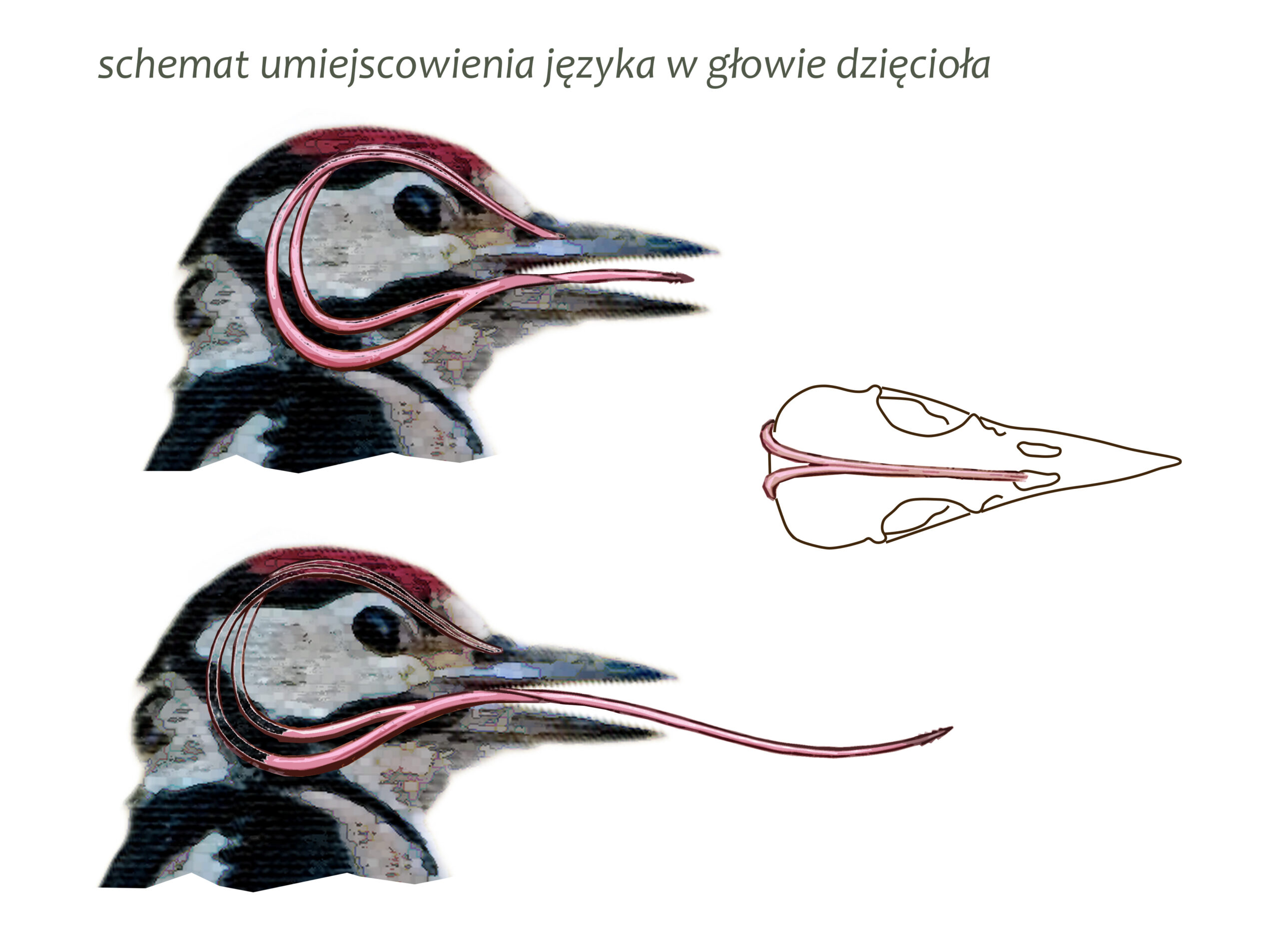 Park Miejski Pańska Góra