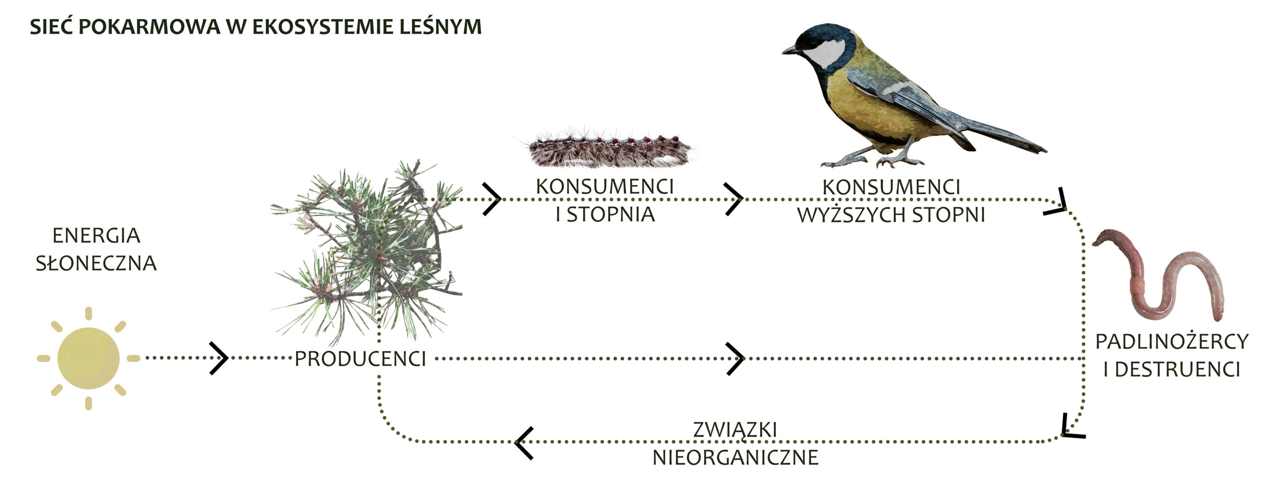 Sieć pokarmowa w ekosystemie leśnym
