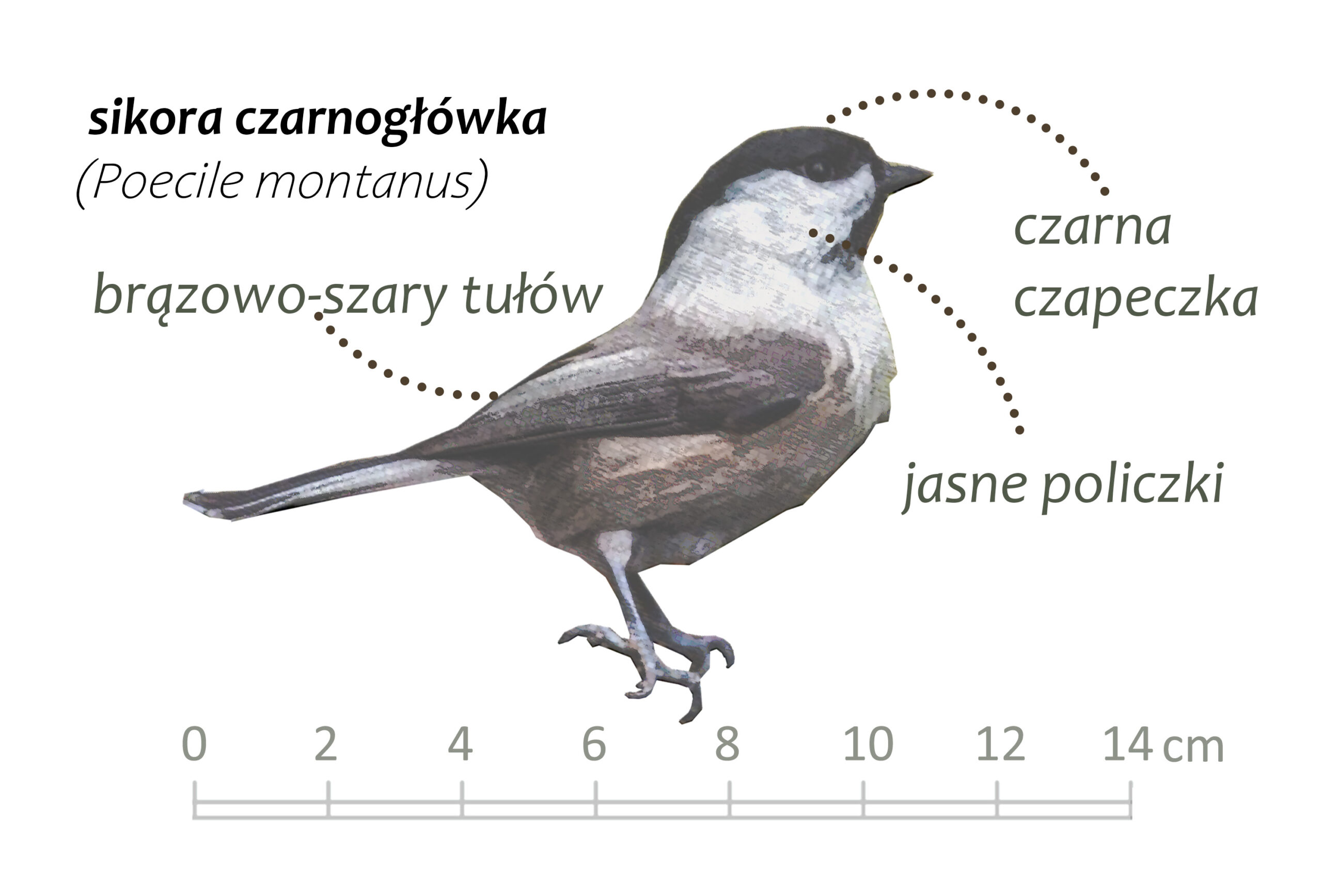 Park Miejski Pańska Góra