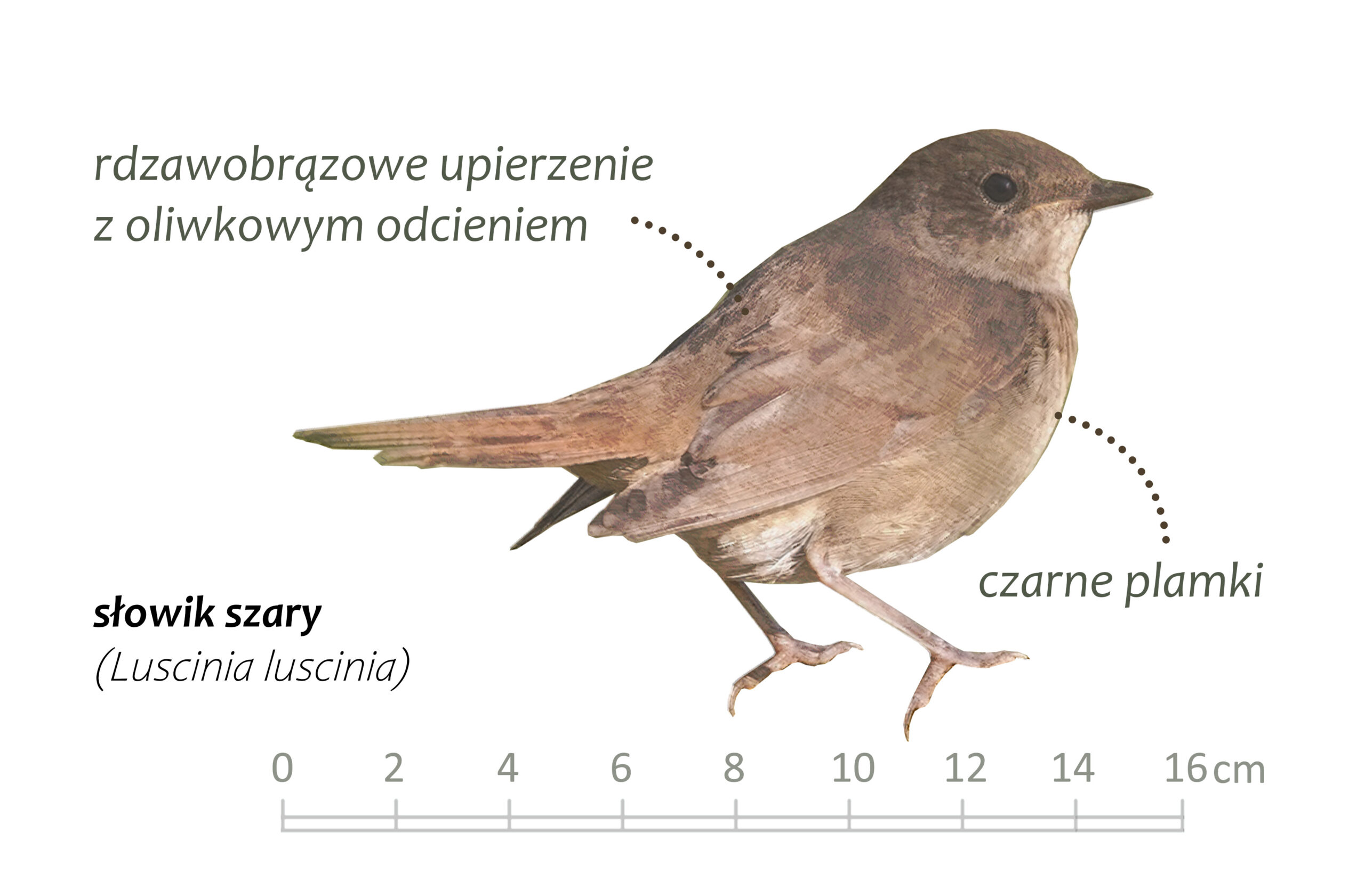 Park Miejski Pańska Góra