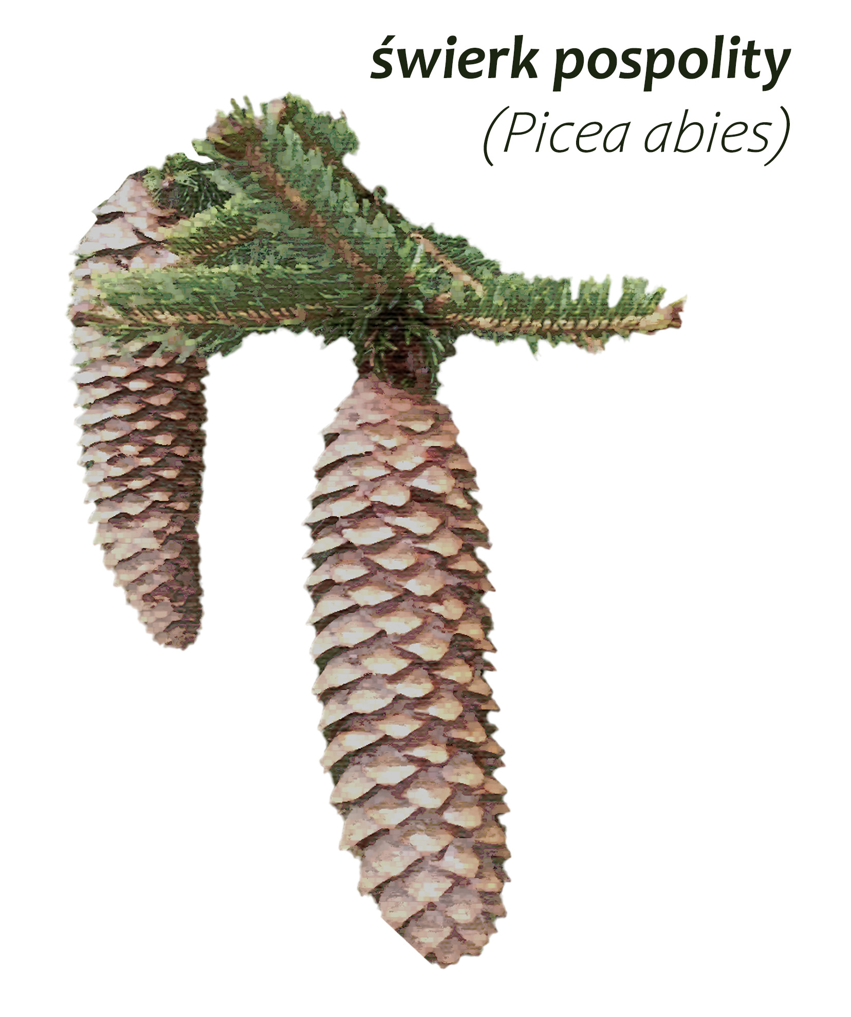 Park Miejski Pańska Góra