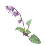 Szałwia okręgowa roślina występująca w tym ekosystemie