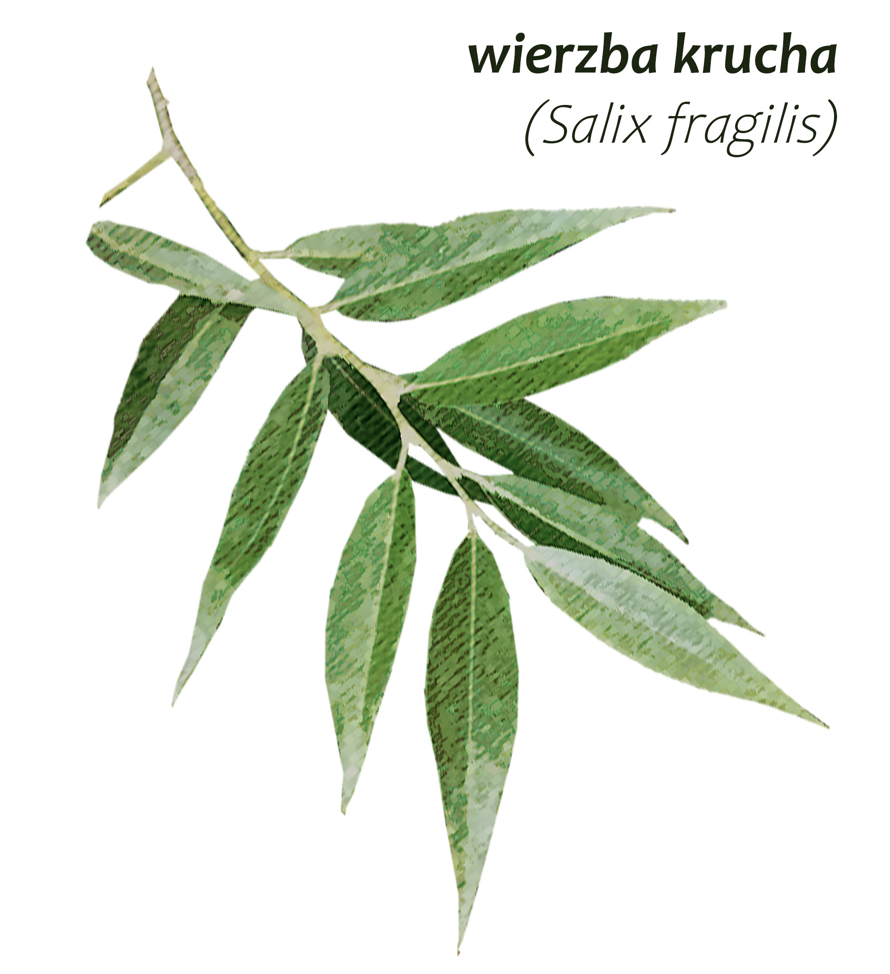 Park Miejski Pańska Góra