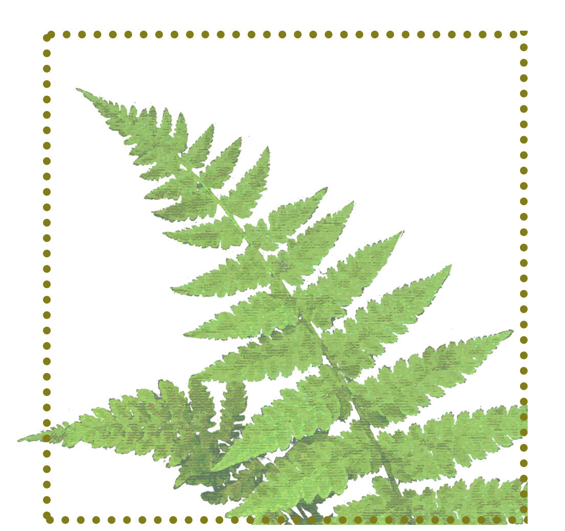 Paproć - wietlica samicza