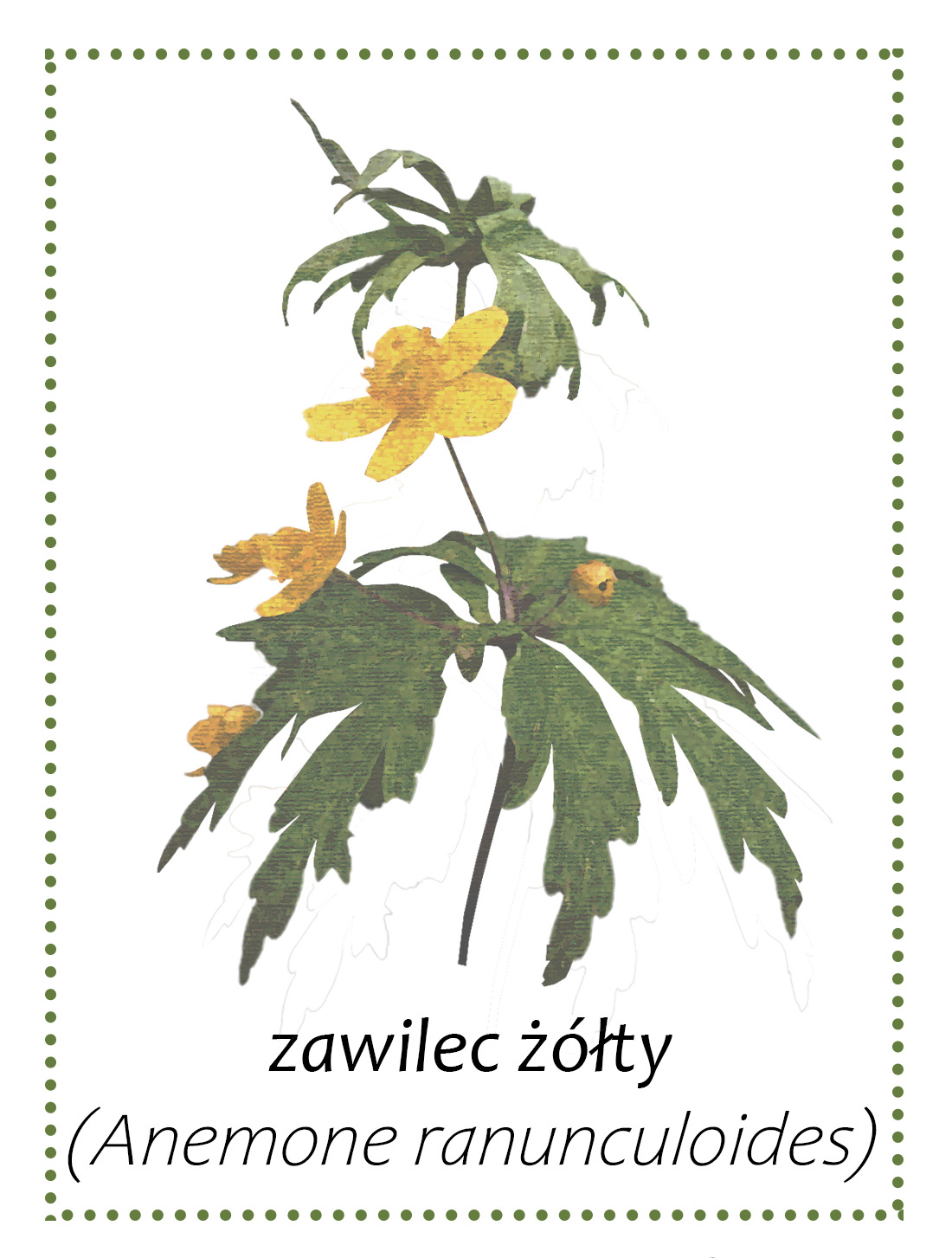 Zawilec żółty - roślina występująca w gminie Andrychów