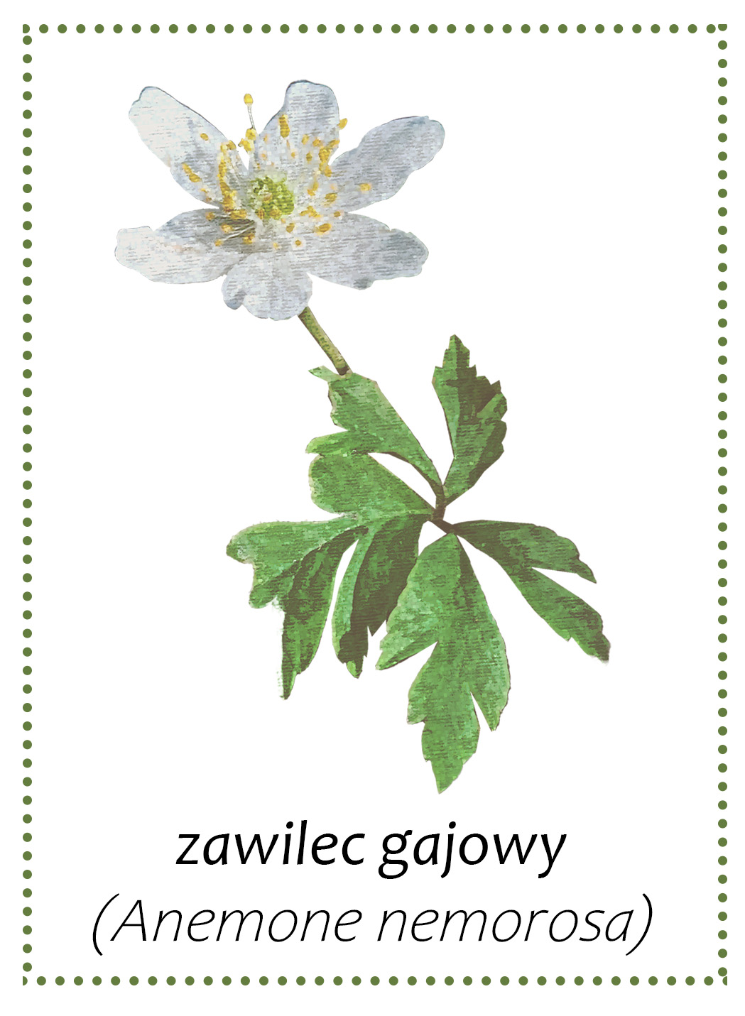 Zawilec - roślina występująca w gminie Andrychów