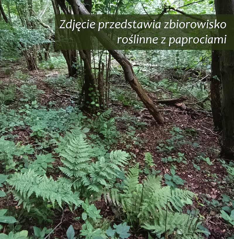 Park Miejski Pańska Góra