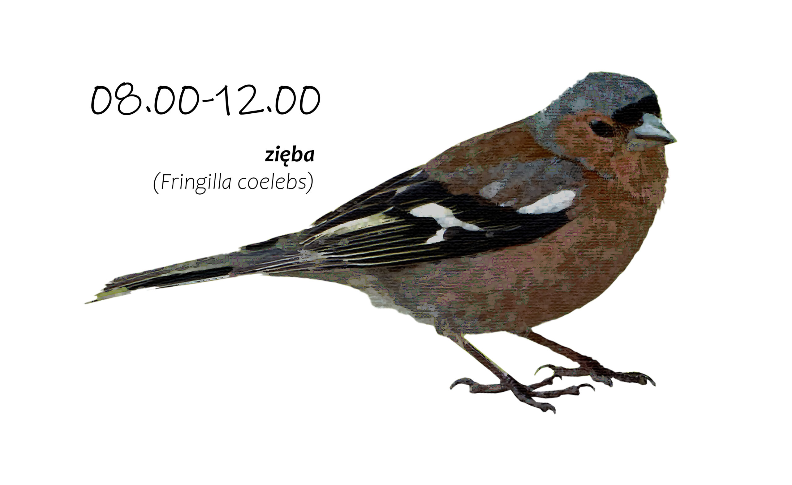 Park Miejski Pańska Góra