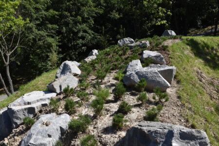 Kosodrzewina Andrychów