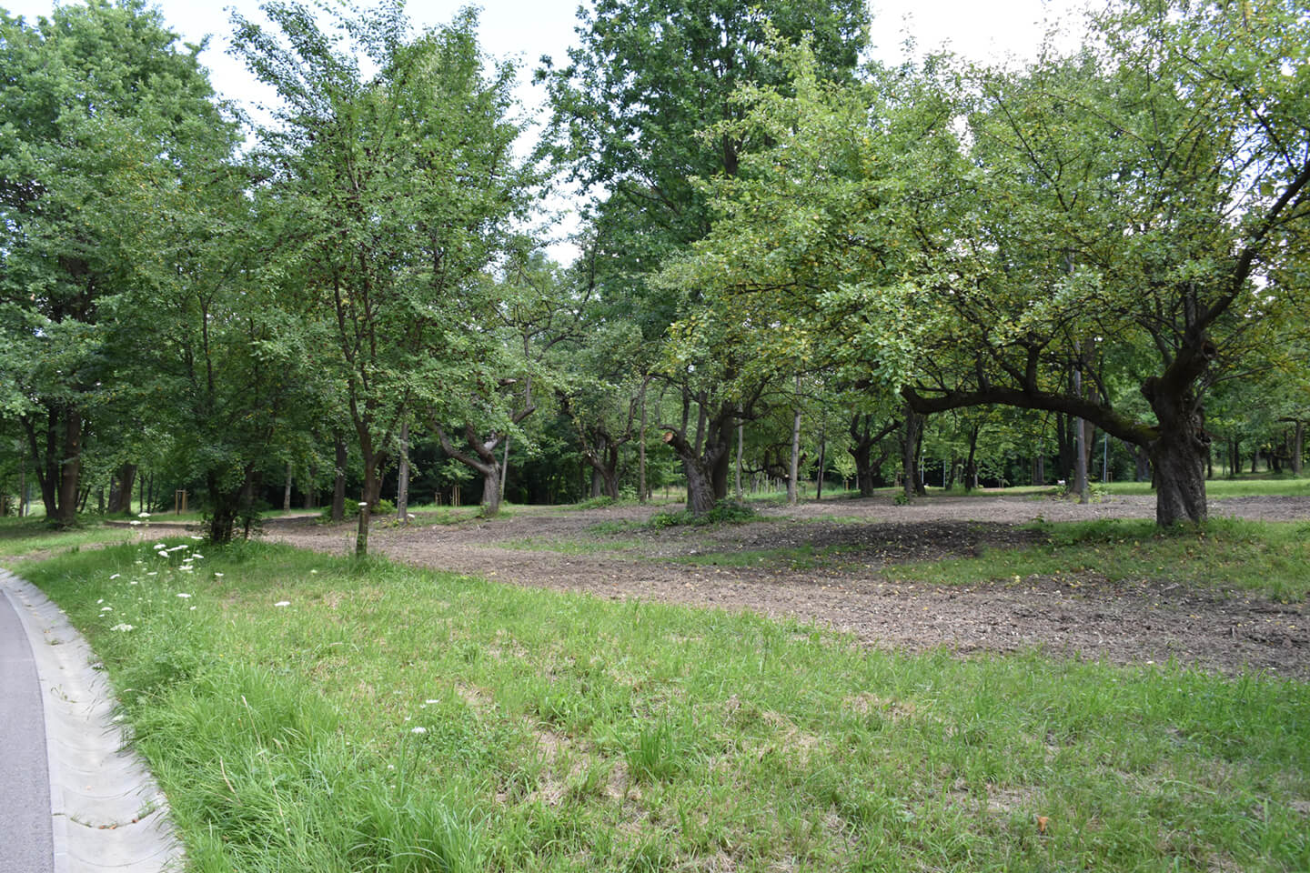 Park Miejski Pańska Góra