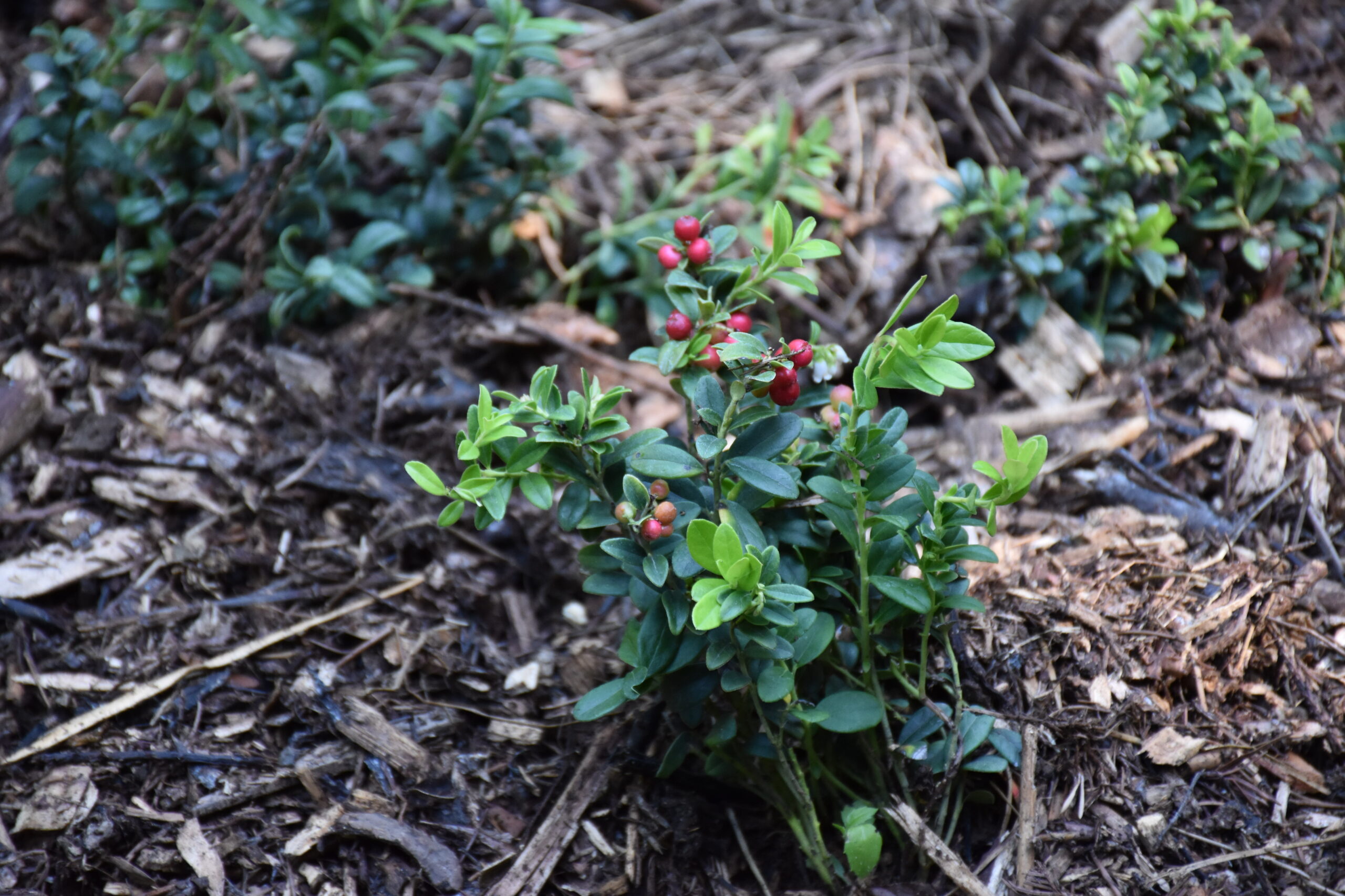 Park Miejski Pańska Góra