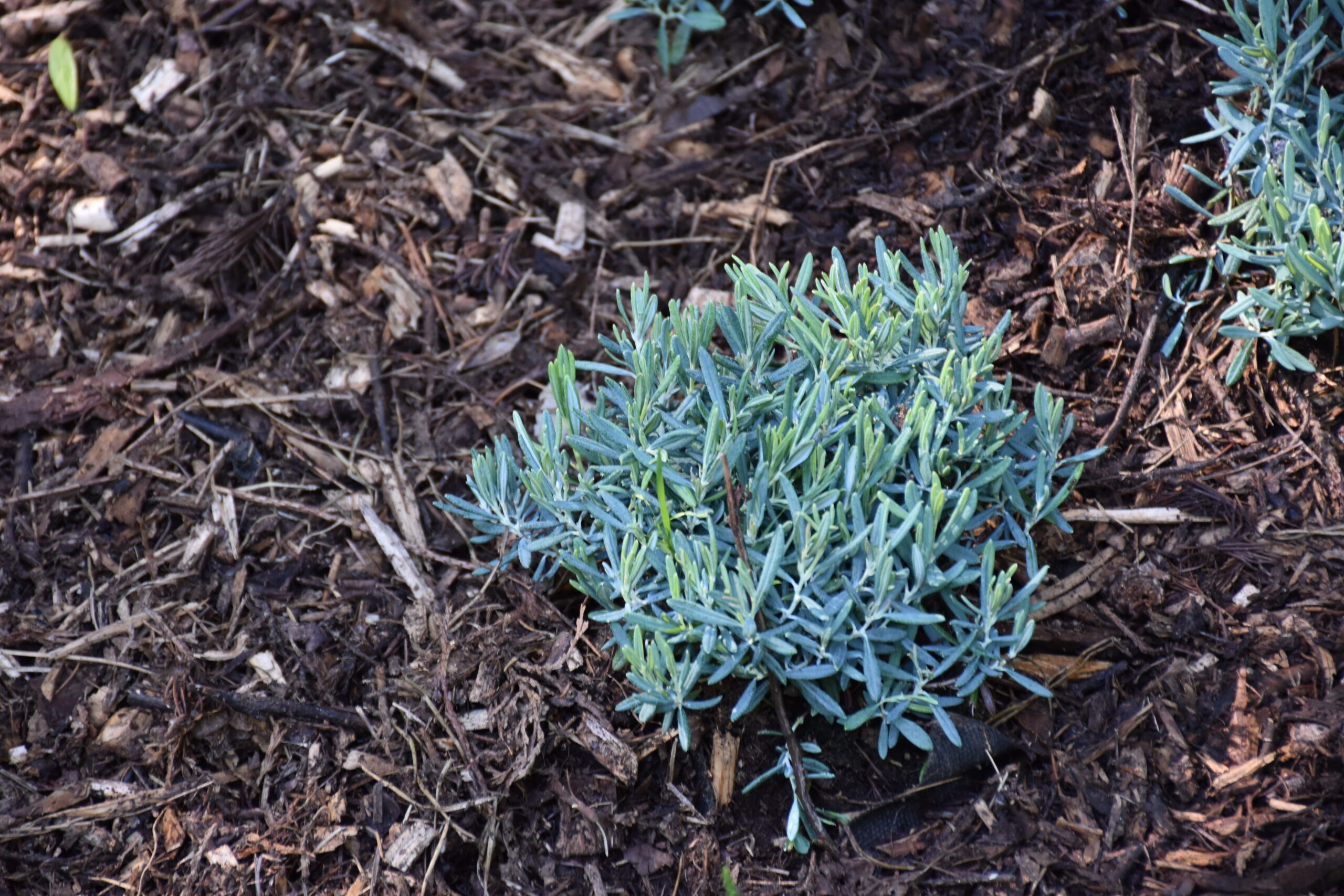 Park Miejski Pańska Góra