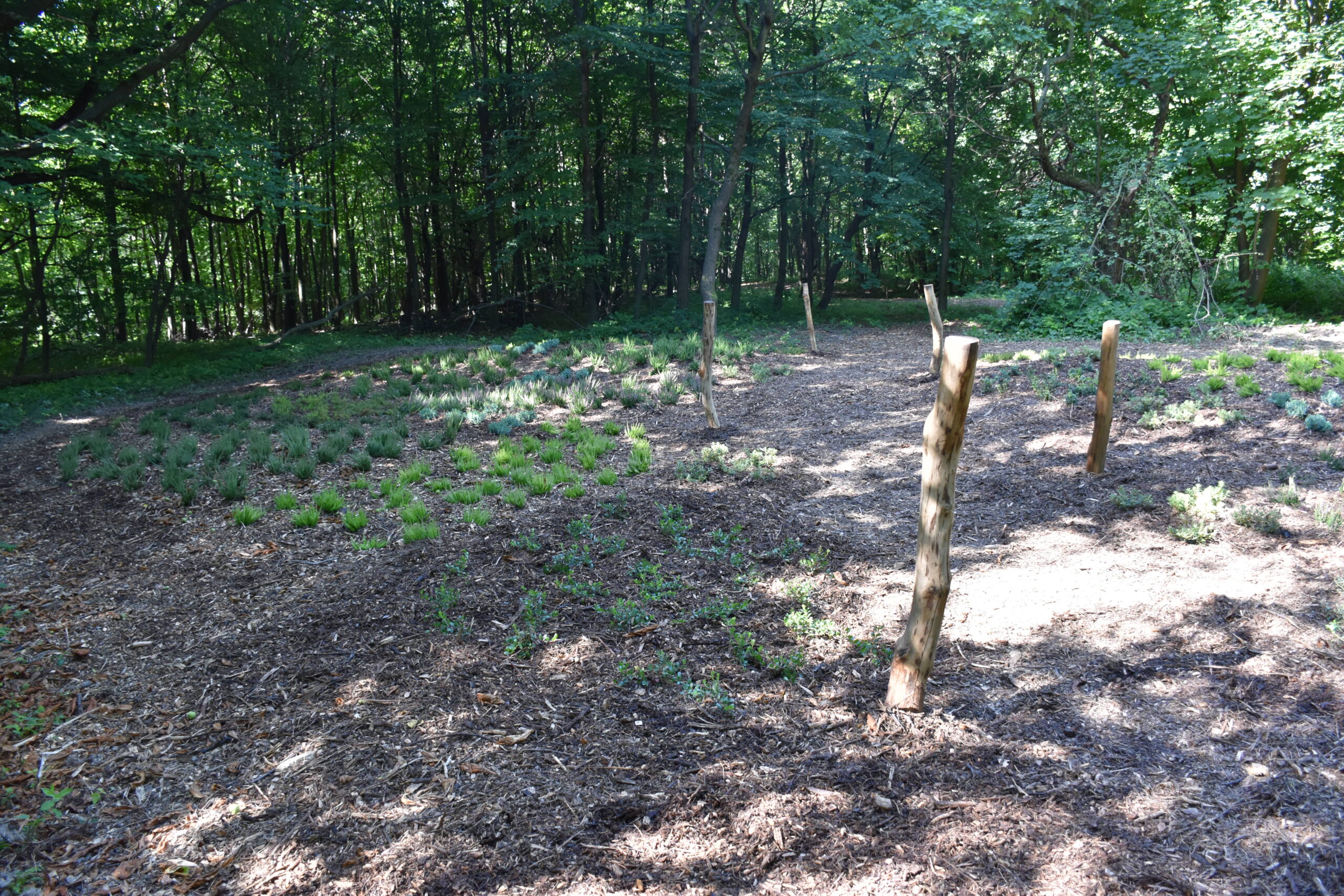 Park Miejski Pańska Góra