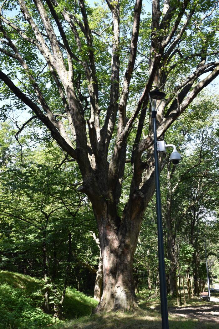 Cenny okaz drzew - Andrychów, Pańska Góra