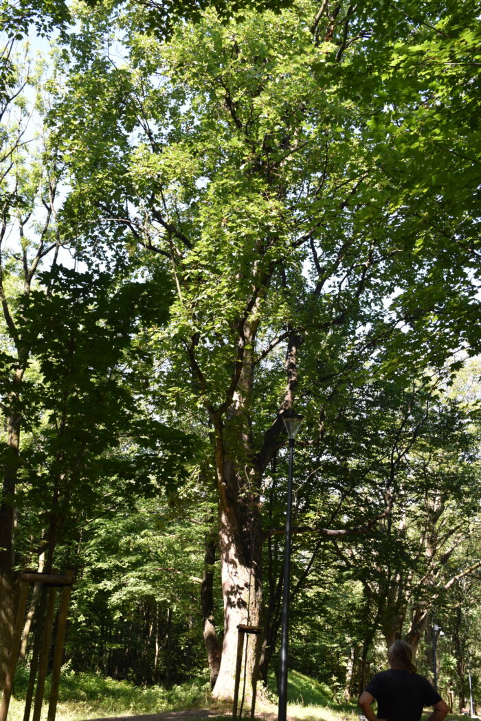 Cenny okaz drzew - Andrychów, Pańska Góra