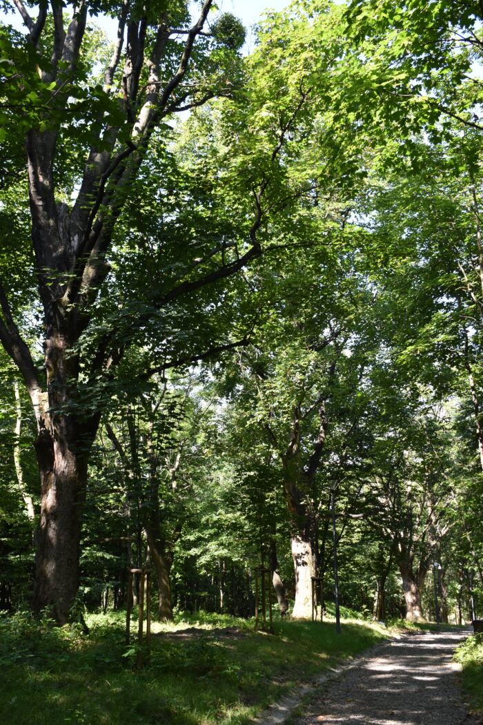 Cenny okaz drzew - Andrychów, Pańska Góra