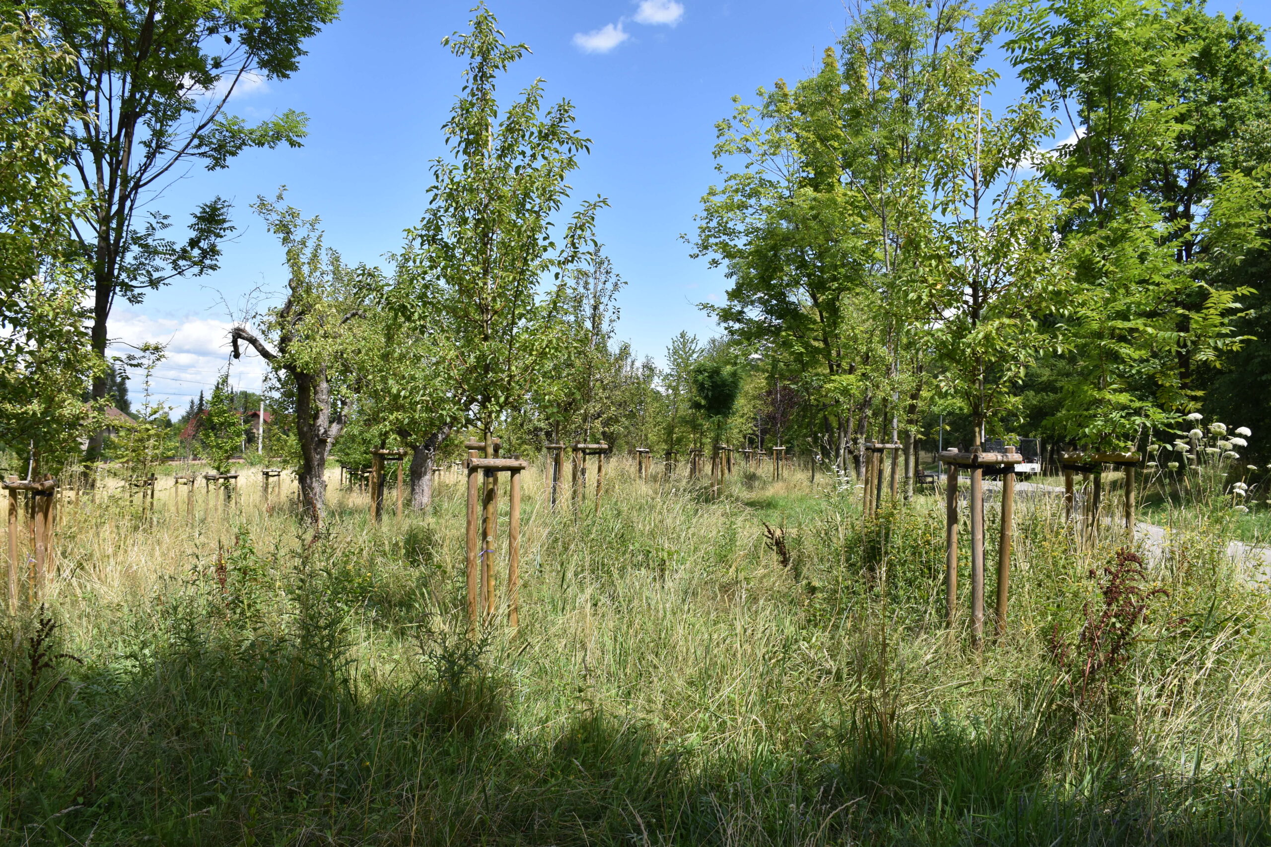 Park Miejski Pańska Góra