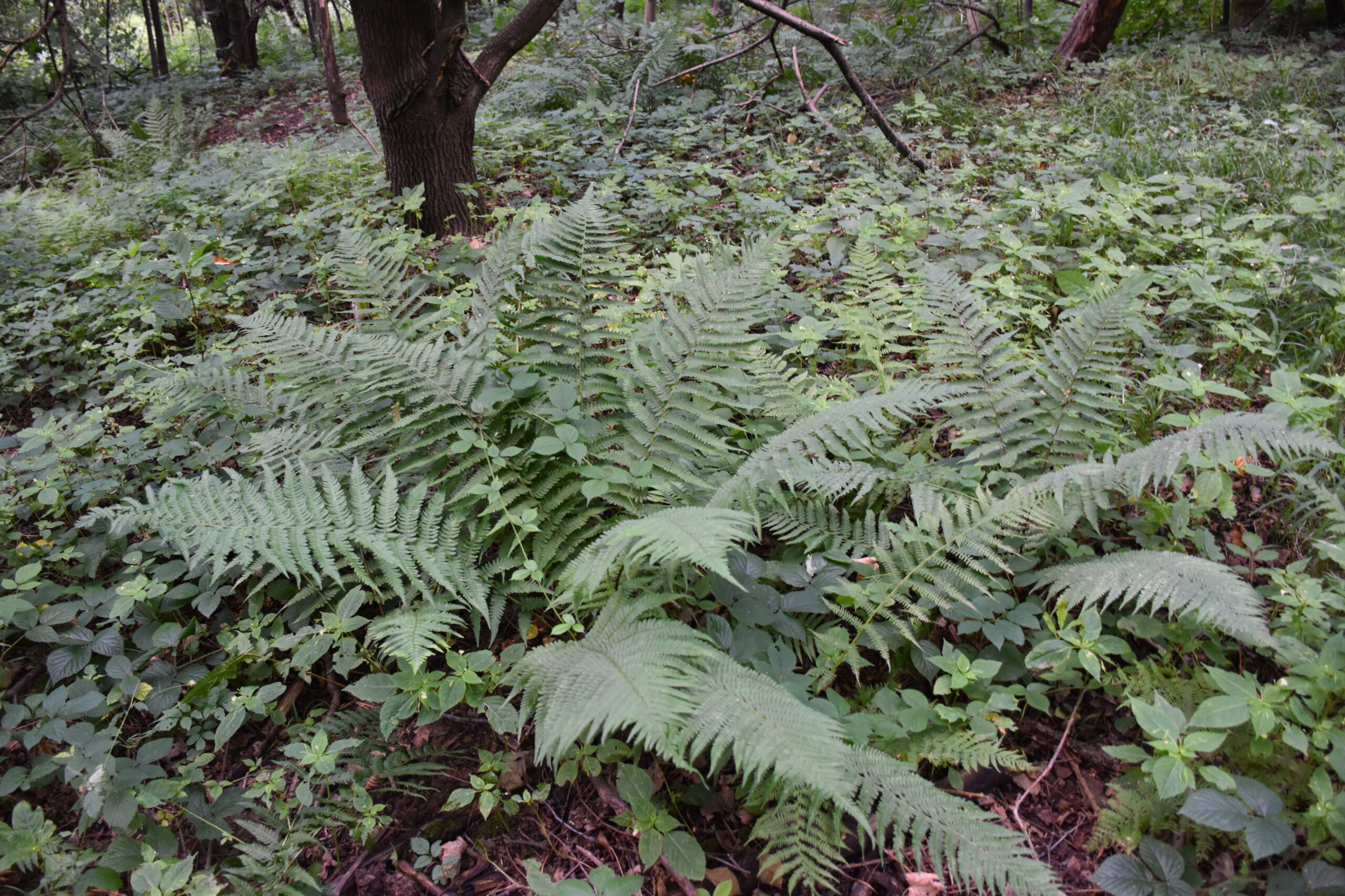 Park Miejski Pańska Góra