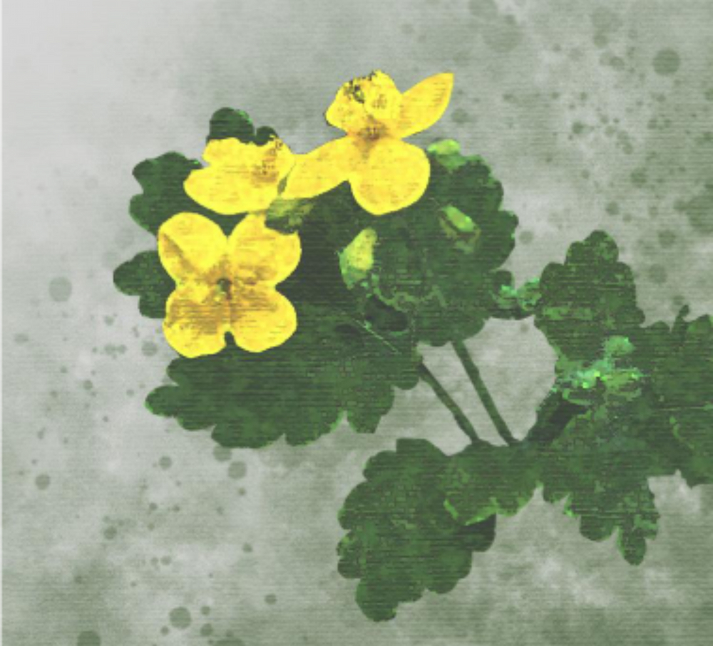 Glistnik jaskółcze ziele (Chelidonium majus)