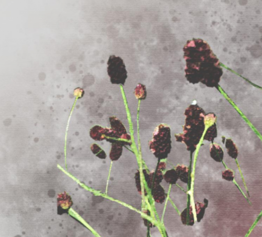 Krwiściąg lekarski (Sanguisorba officinalis)