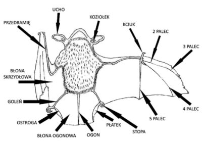 Park Miejski Pańska Góra