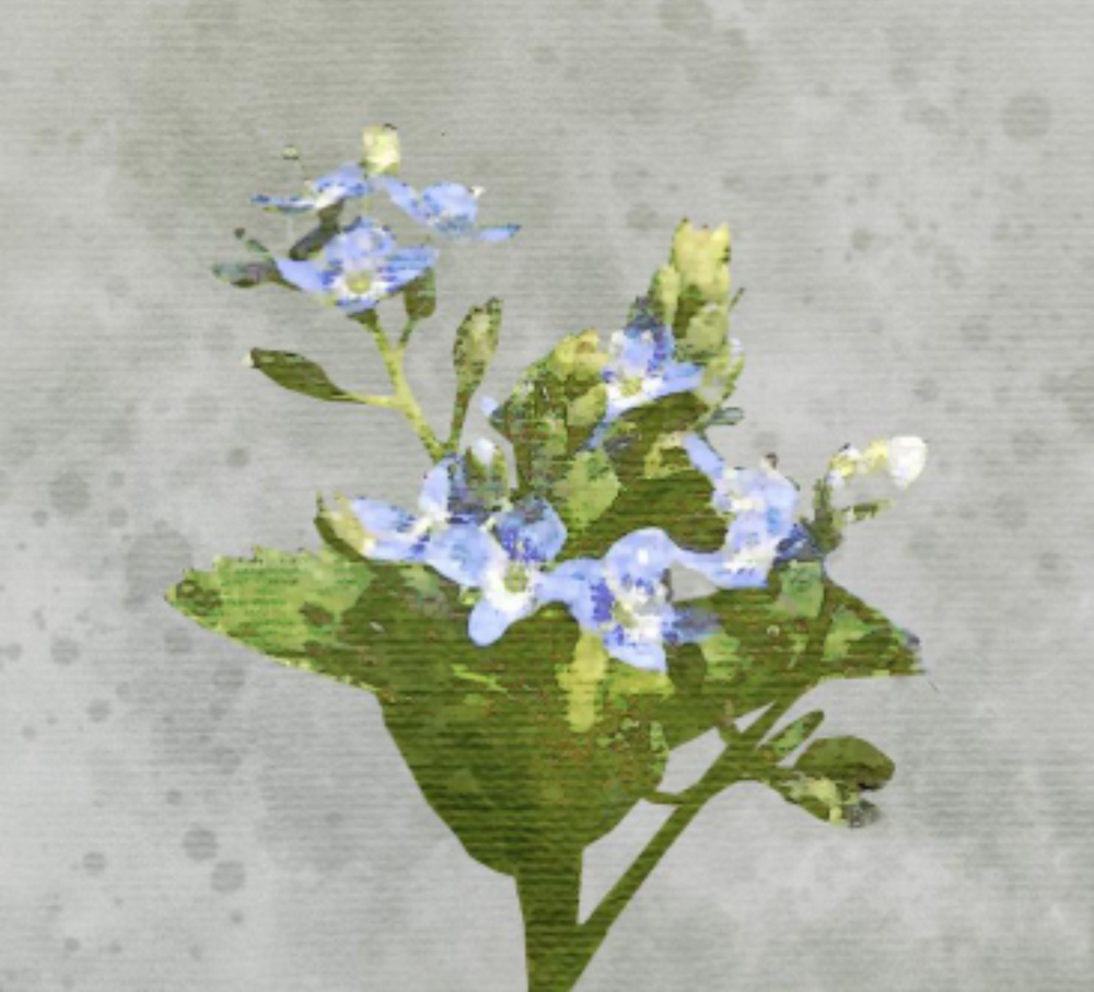 Przetacznik bobowniczek