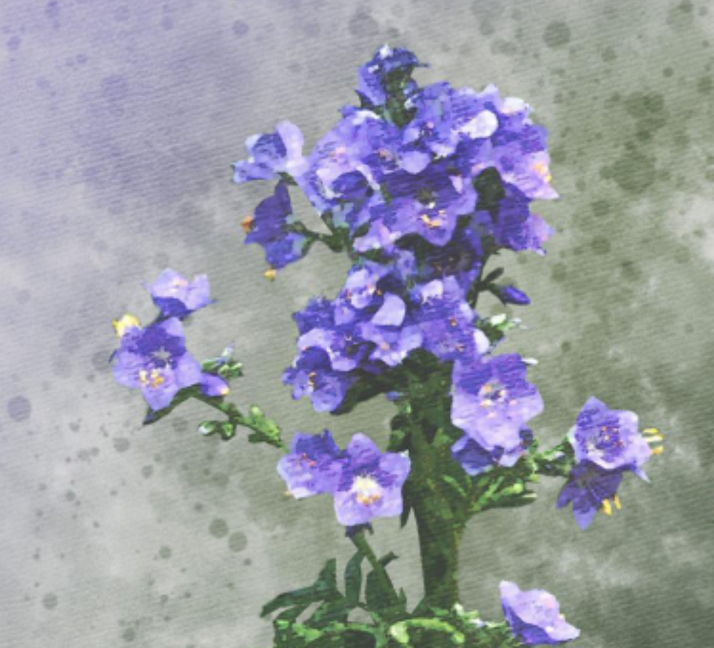 Rdest wężownik (Polygonum bistorta)