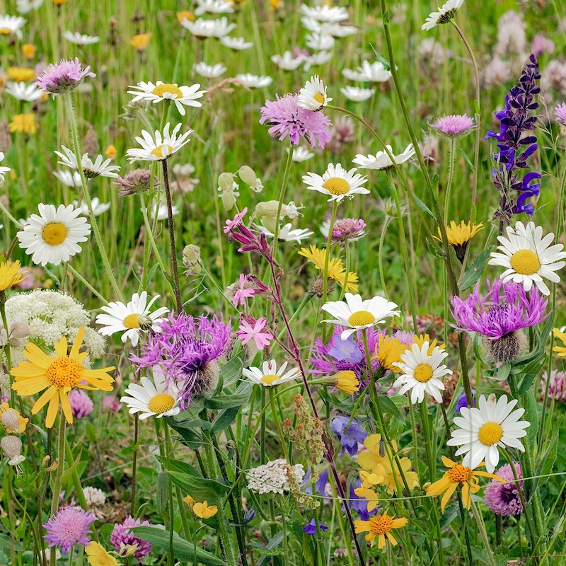 Park Miejski Pańska Góra