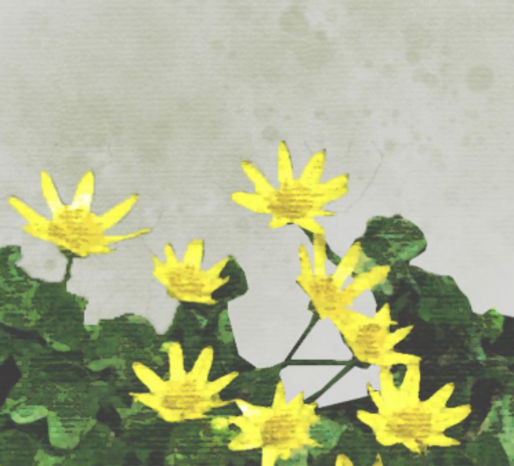 ziarnopłon wiosenny