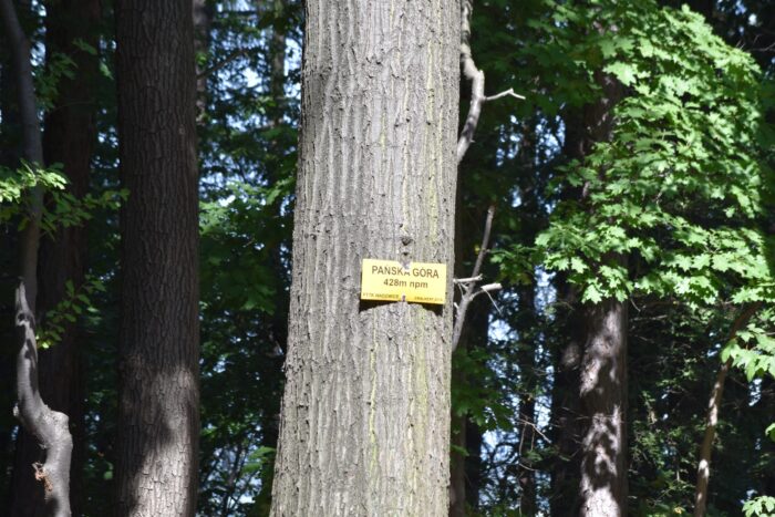 Park miejski Pańska Góra w Andrychowie - flora