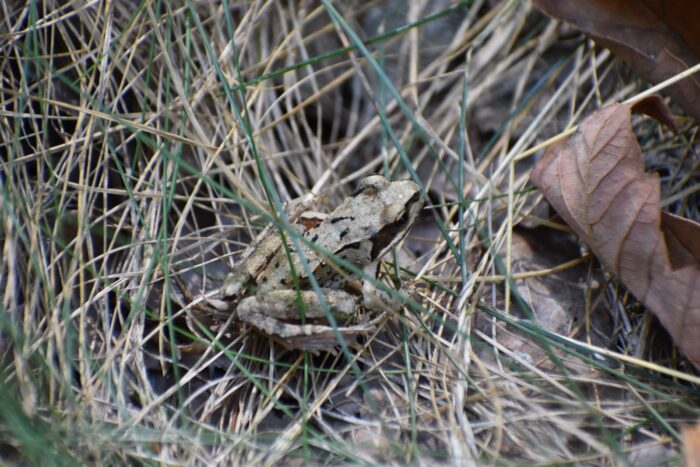 Fauna - Park miejski Pańska Góra, Andrychów