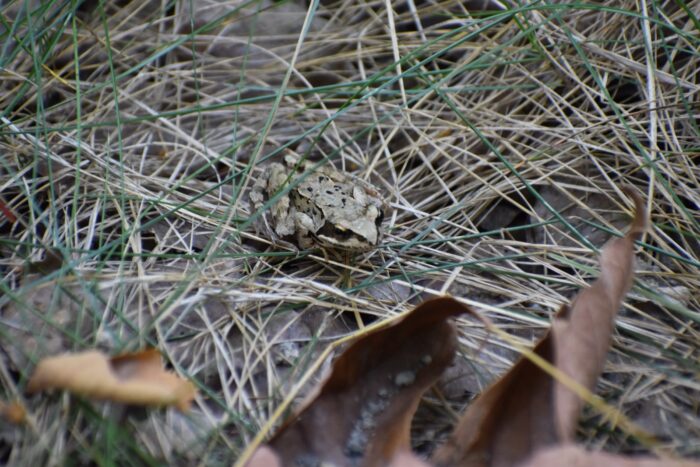 Fauna - Park miejski Pańska Góra, Andrychów