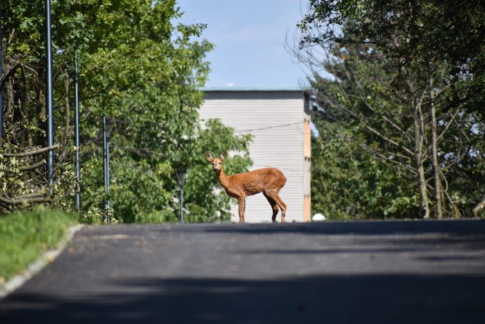Fauna - Park miejski Pańska Góra, Andrychów