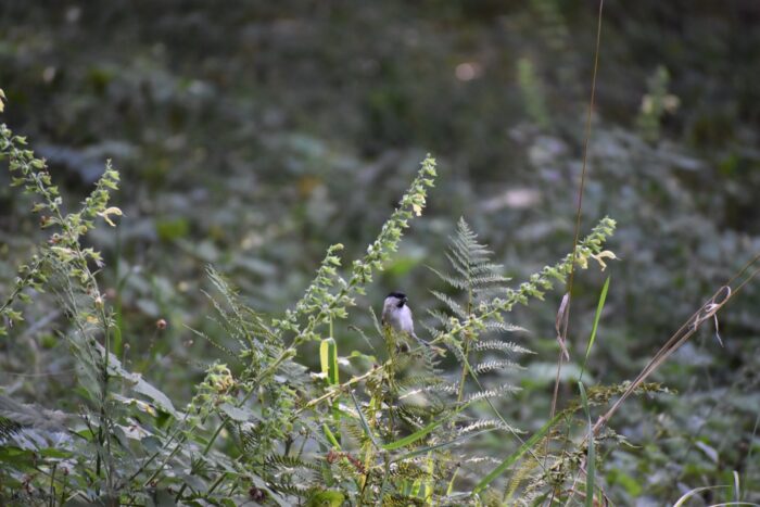 Fauna - Park miejski Pańska Góra, Andrychów