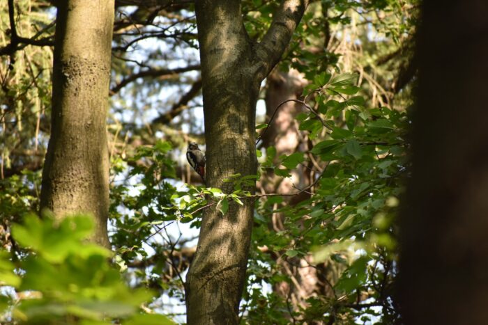 Fauna - Park miejski Pańska Góra, Andrychów