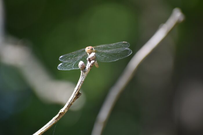 Fauna - Park miejski Pańska Góra, Andrychów