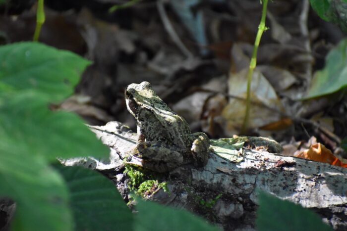 Fauna - Park miejski Pańska Góra, Andrychów