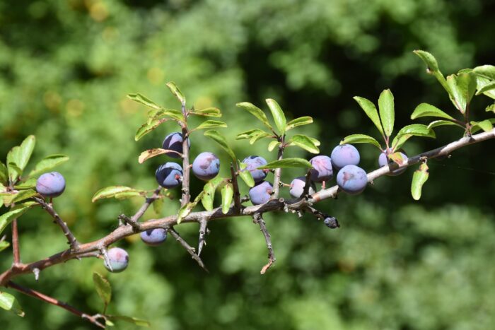 Park miejski Pańska Góra w Andrychowie - flora