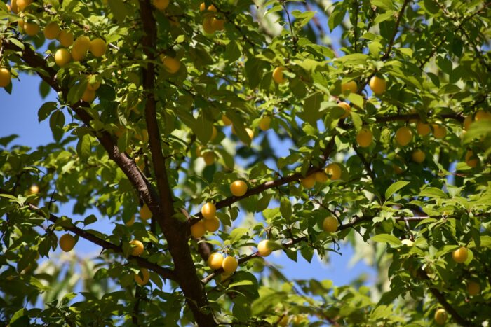 Park miejski Pańska Góra w Andrychowie - flora