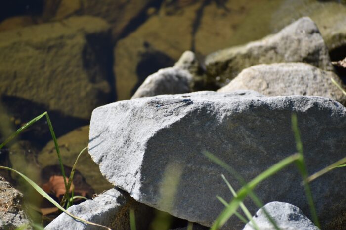 Fauna - Park miejski Pańska Góra, Andrychów
