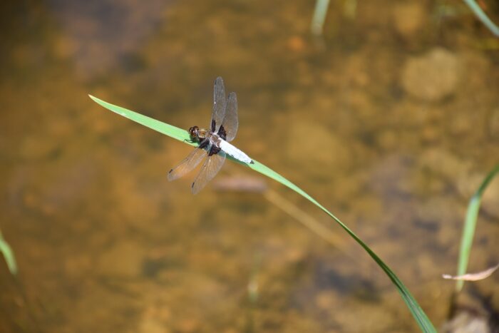 Fauna - Park miejski Pańska Góra, Andrychów