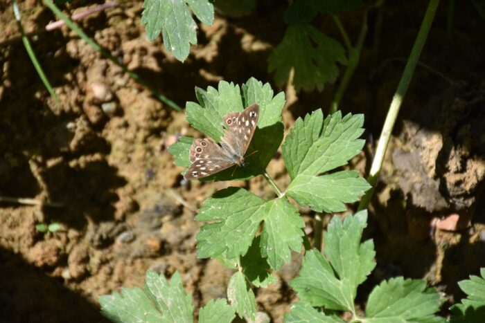 Fauna - Park miejski Pańska Góra, Andrychów